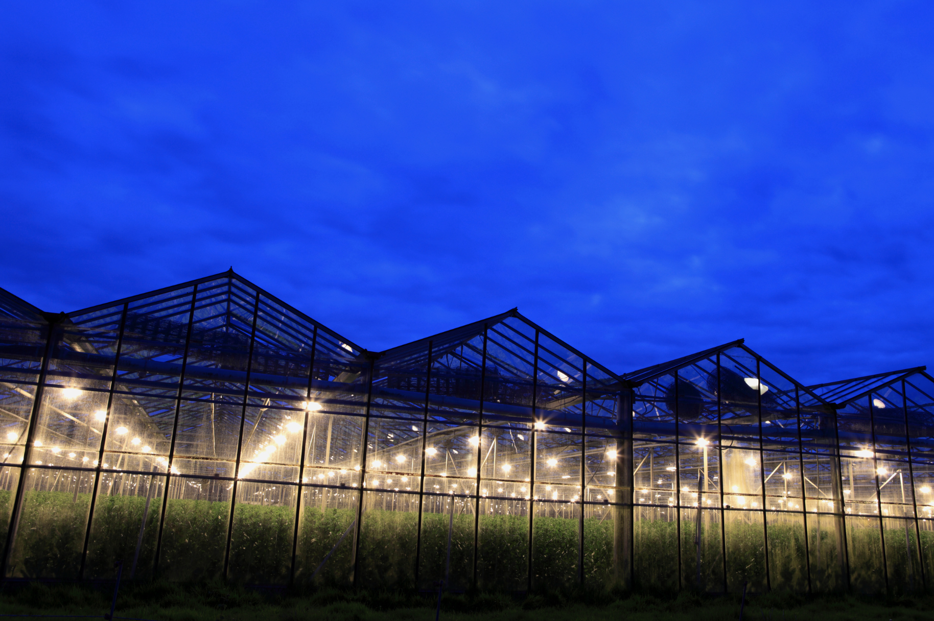 Greenhouse with lights