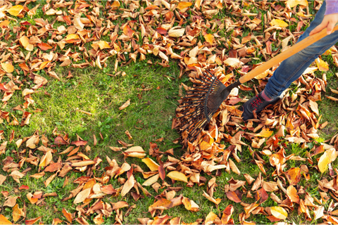 raking leaves